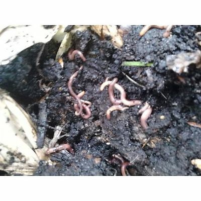 Red Worm Starter Colony *seeds Of Life* The Best Start For Your Organic Worm Bin